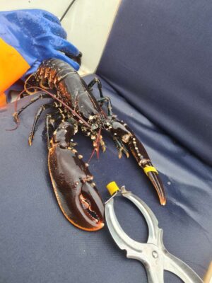 Hummertang Rustfri - Bilde 2